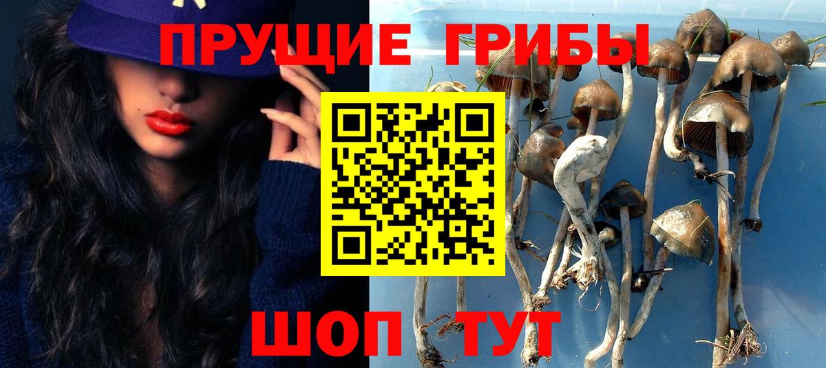 Звенигород  Псилоцибиновые грибы Psilocybine cubensis  Вход с VPN 